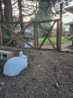 Genie in her natural habitat, shortly before shearing.